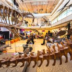 Veduta dell'interno del MUSE